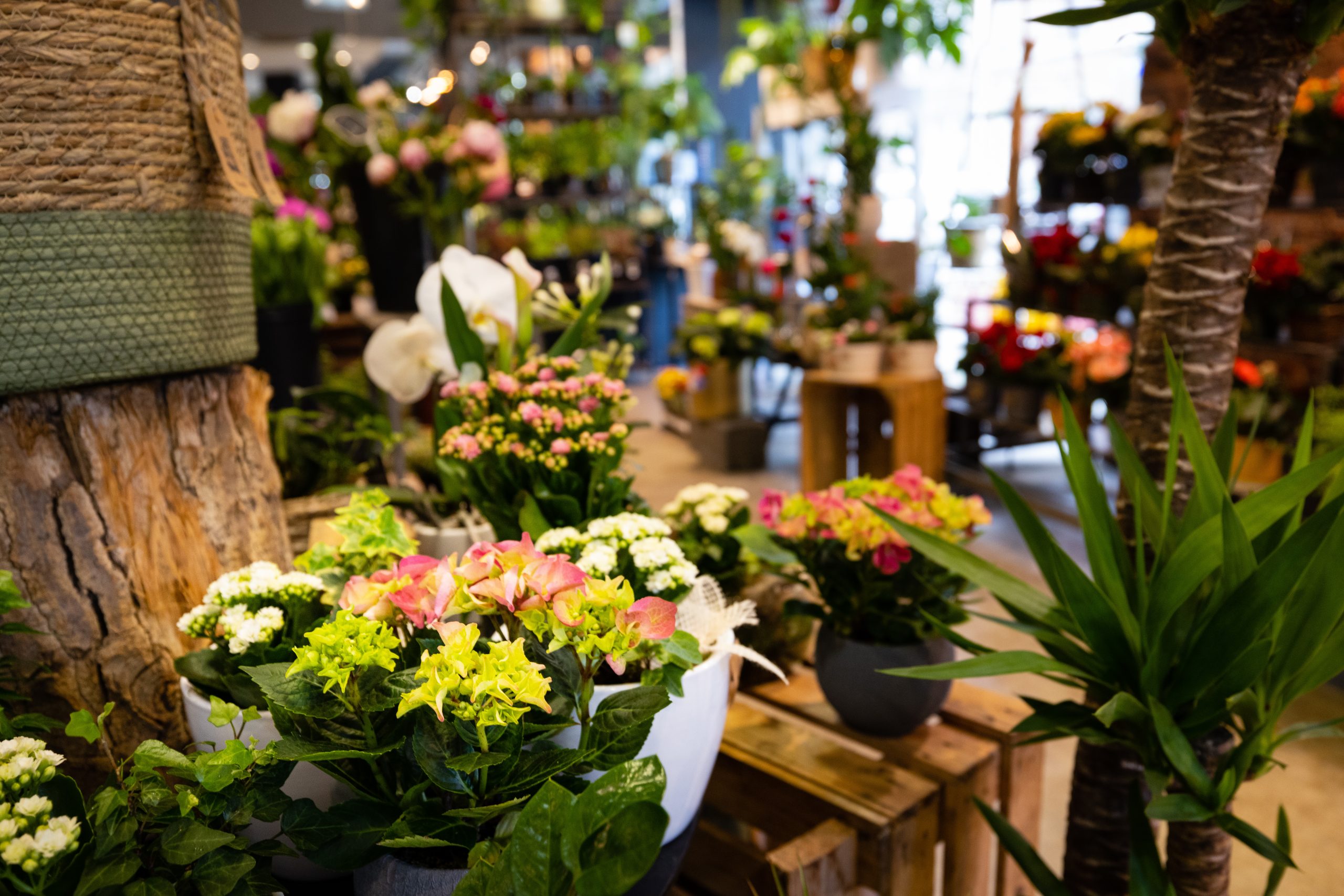 Oh les Fleurs ! Votre artisan fleuriste à Lille