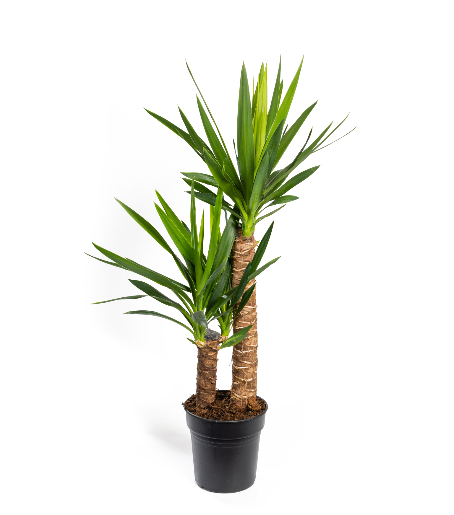 plante-dracaena-1