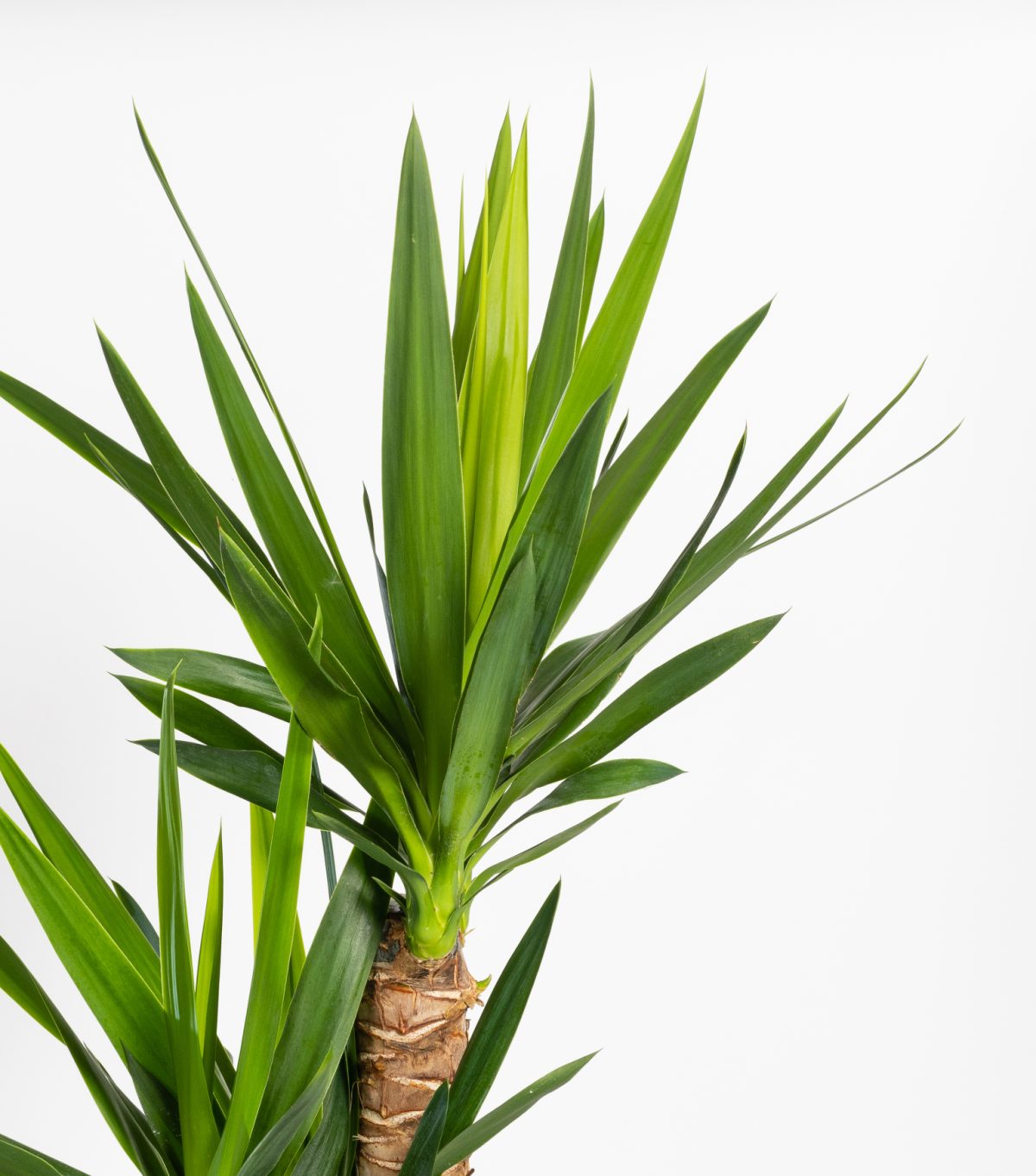 Entretien Yucca - plante en vente à Lille