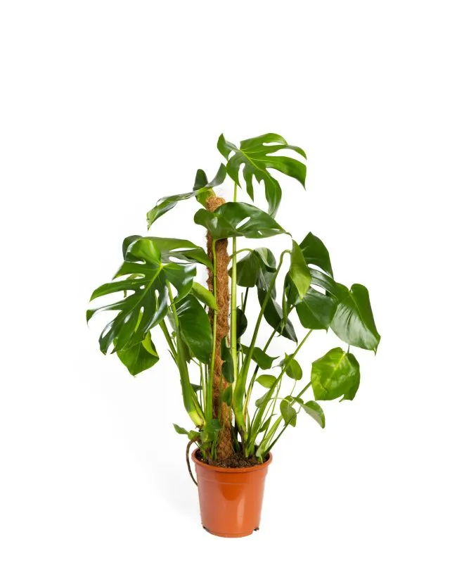 Monstera