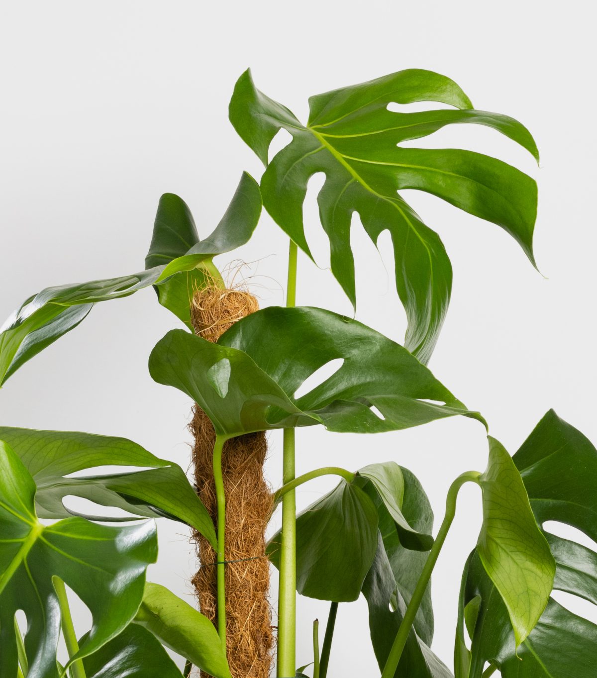 monstera entretien