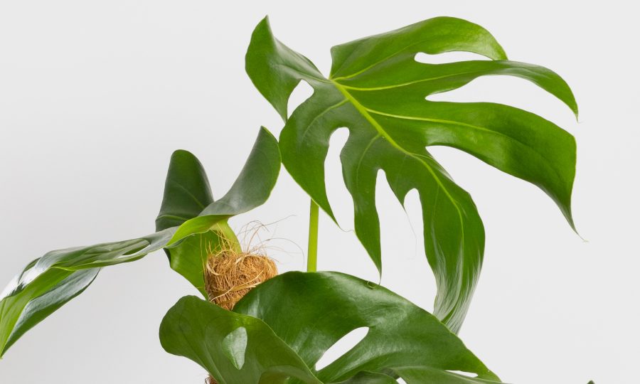 monstera entretien