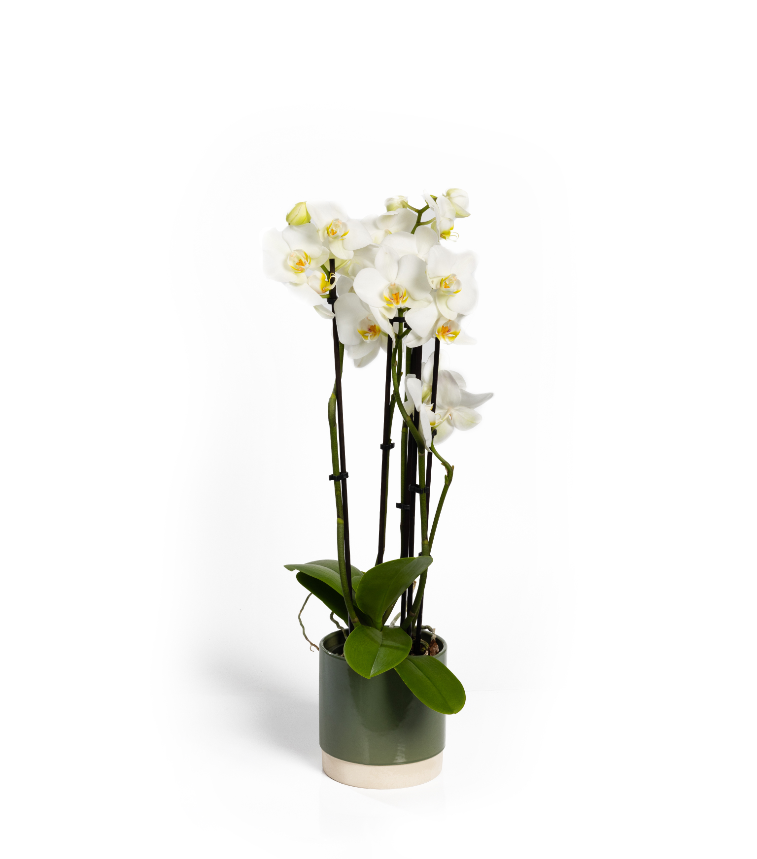 plante-orchidee-droite-1
