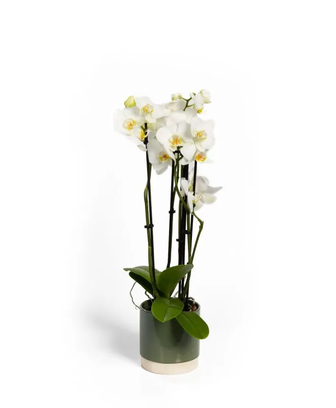 Orchidée
