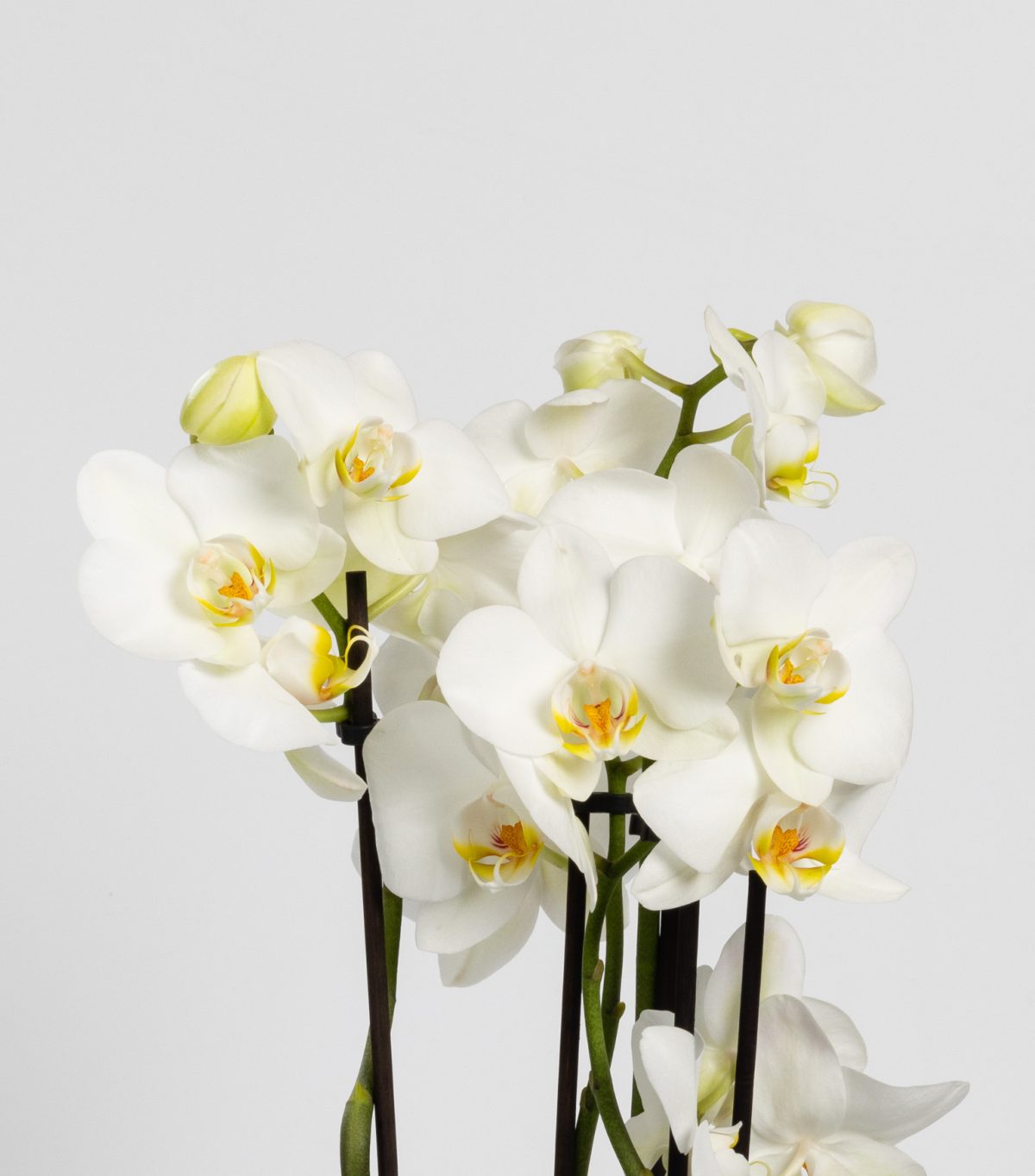 plante orchidée