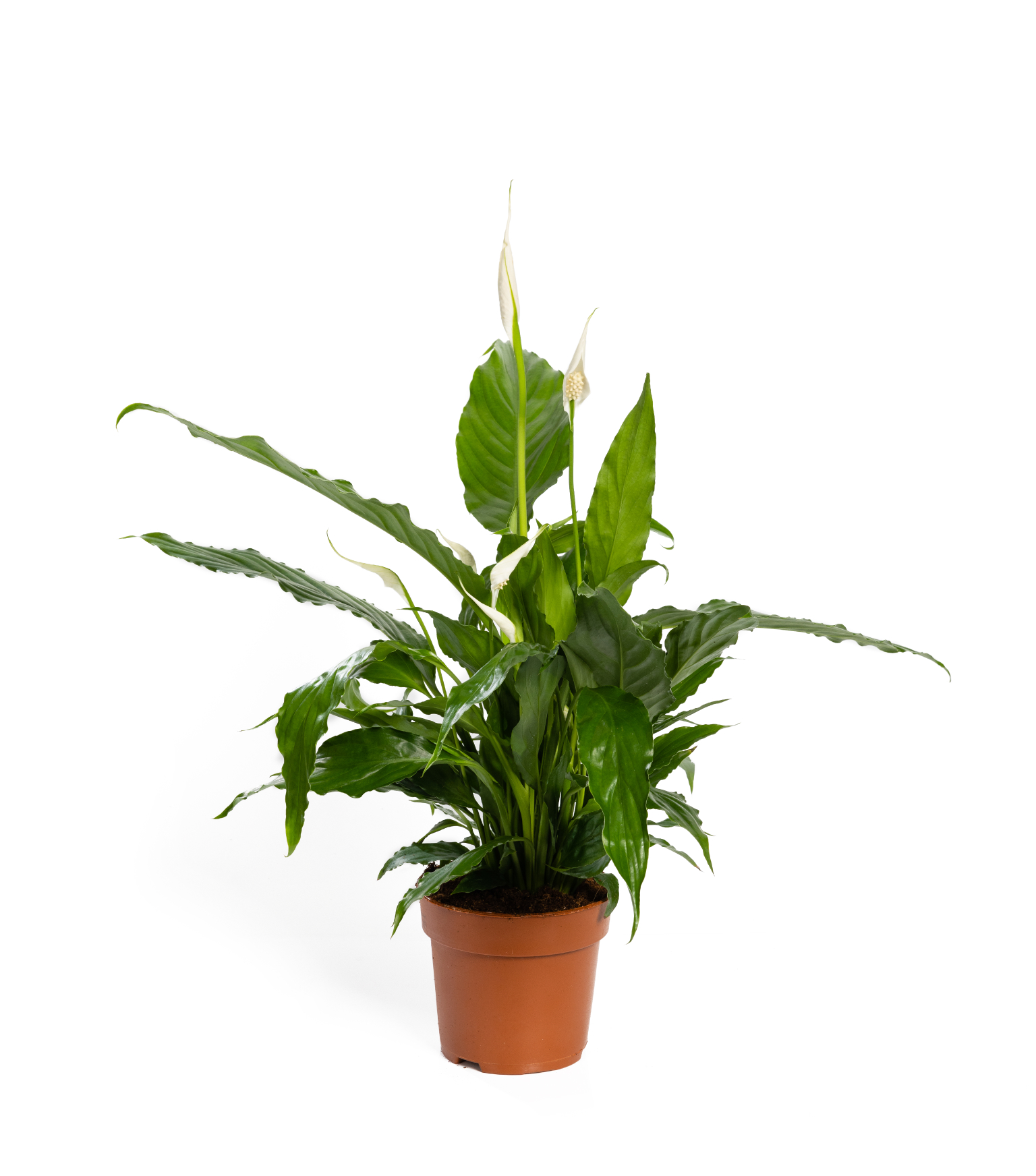 plante-spathiphyllum-1