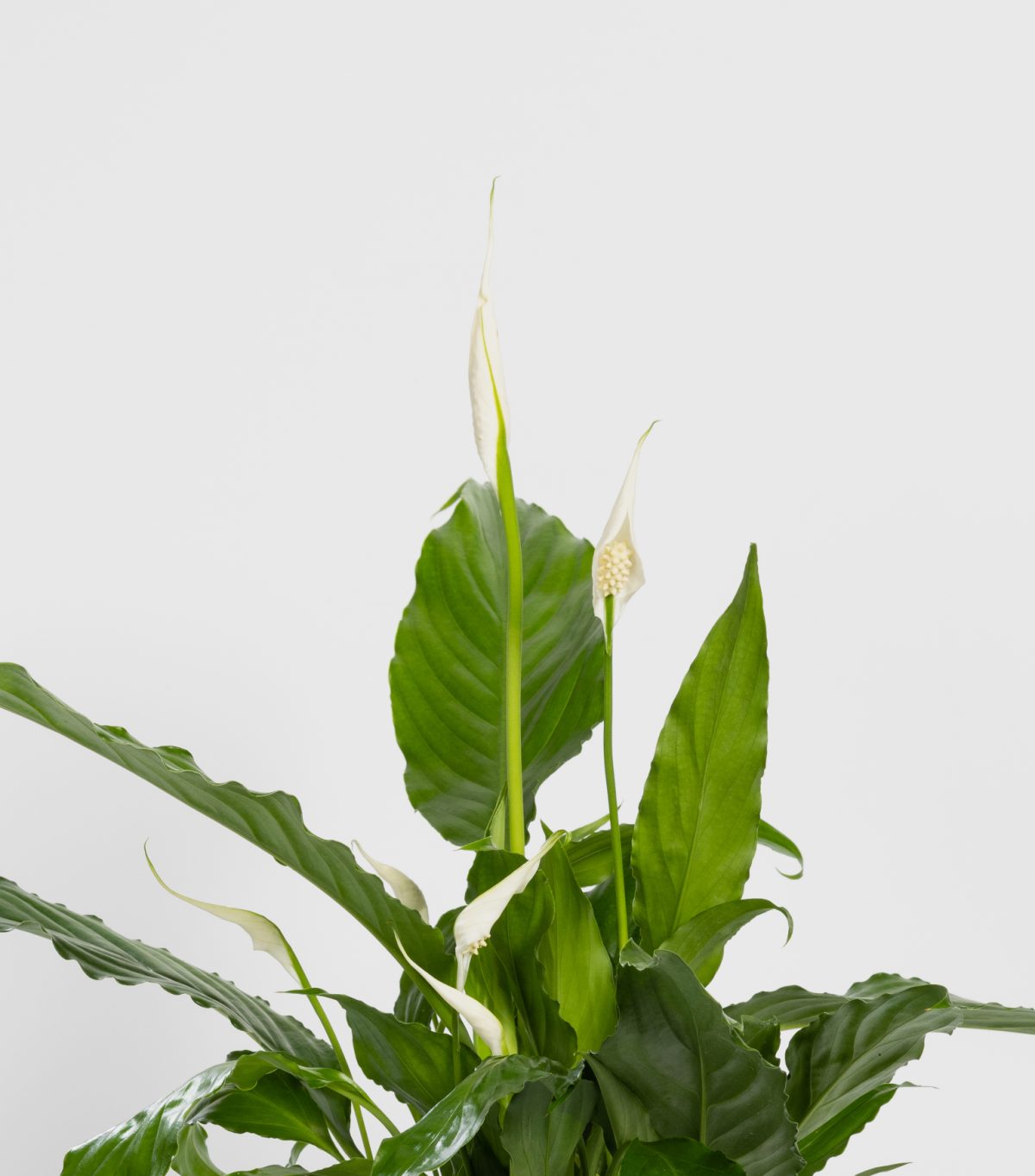 plante spathiphyllum en vente en métropole lilloise