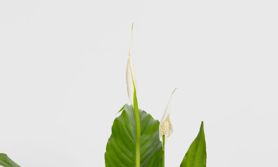plante spathiphyllum en vente en métropole lilloise