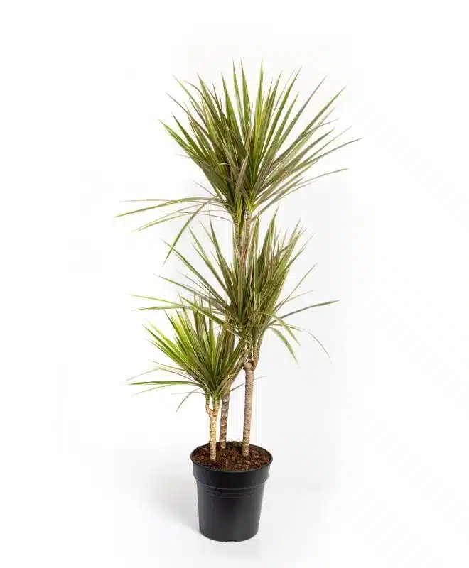 Dracaena
