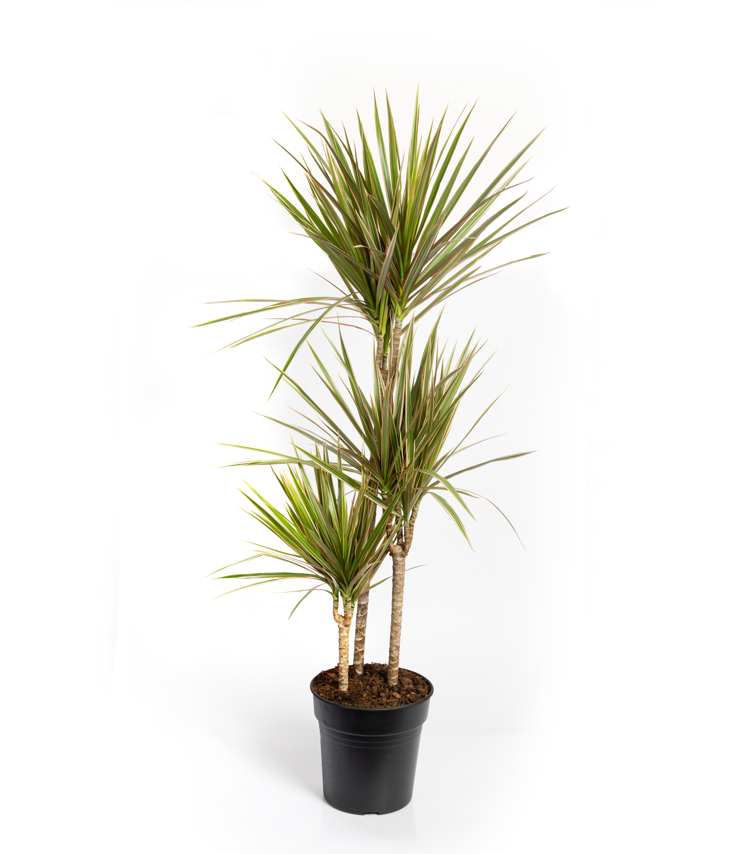 plante-yucca-1