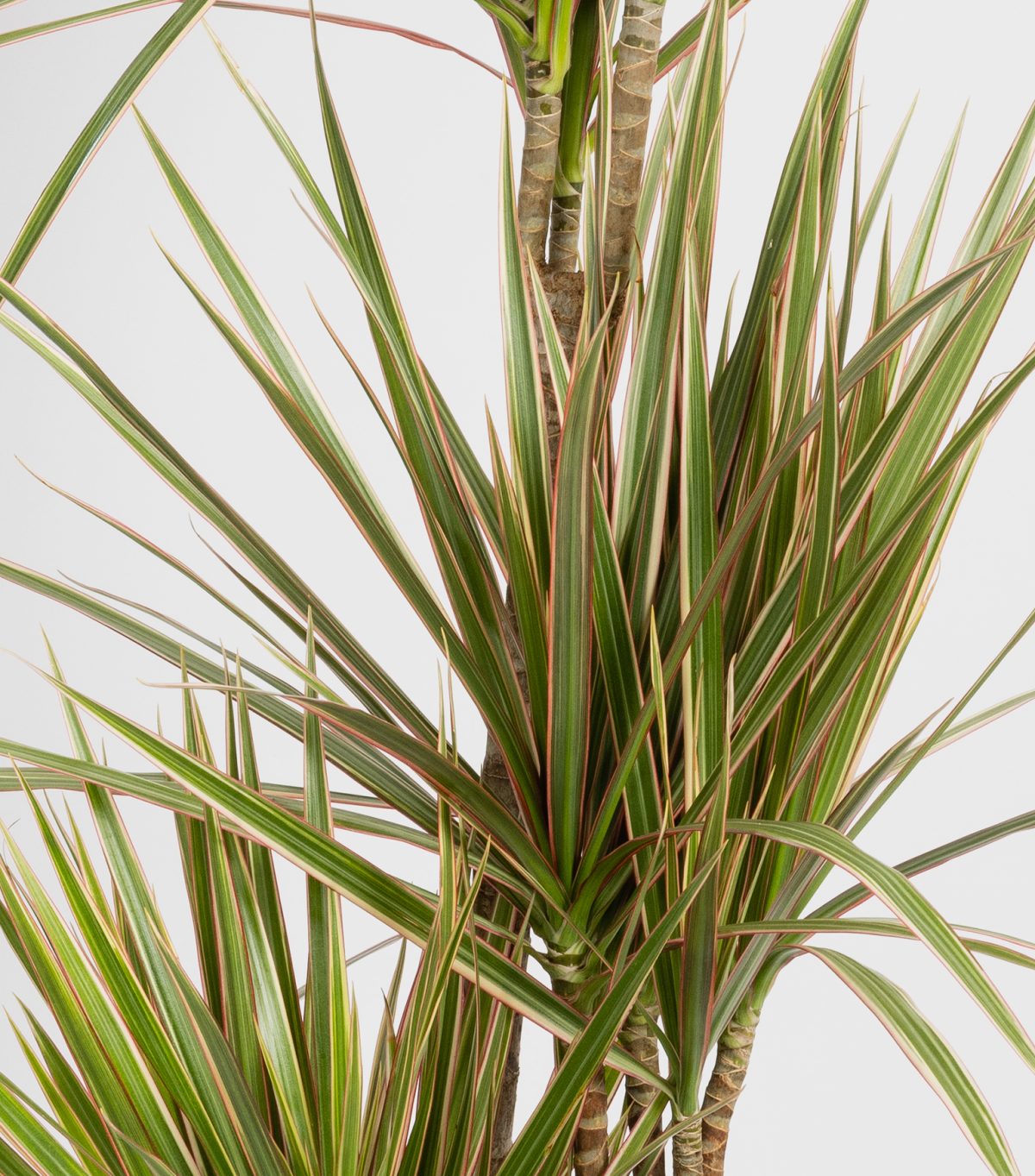 plante dracaena en vente à Lille