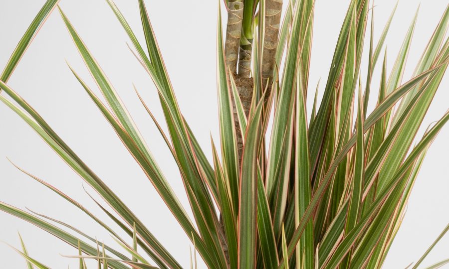 plante dracaena en vente à Lille