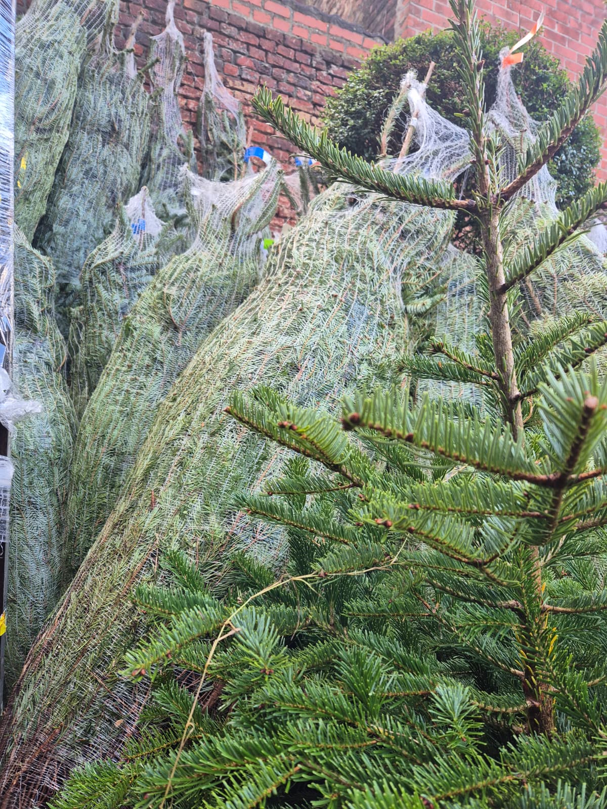 sapin Nordmann de Noël lille