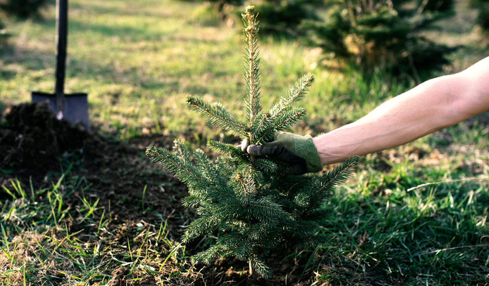sapins nordmann français direct producteur 