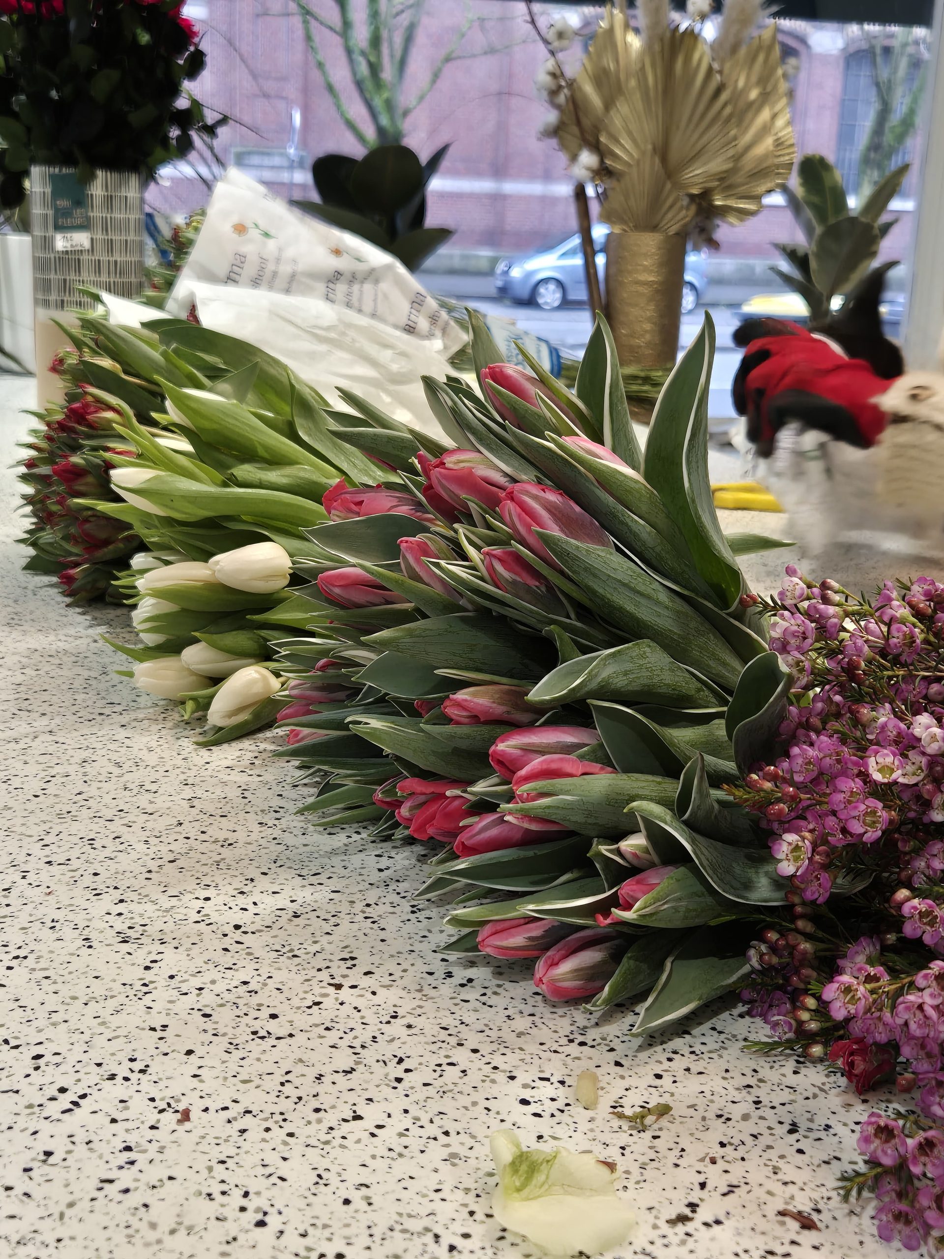 Tulipes fleurs de saison Saint Valentin