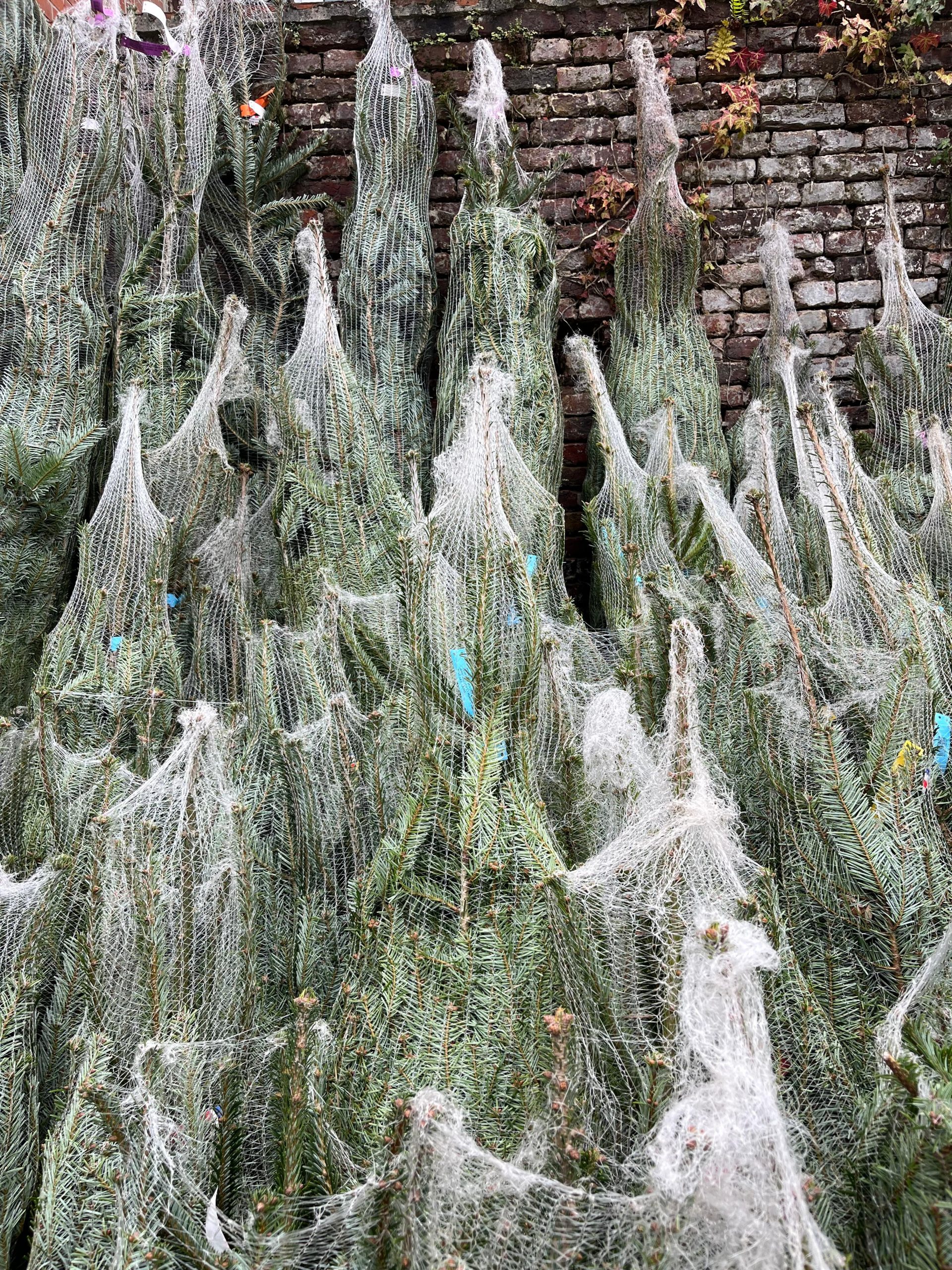 sapins de noël français en filet direct producteur