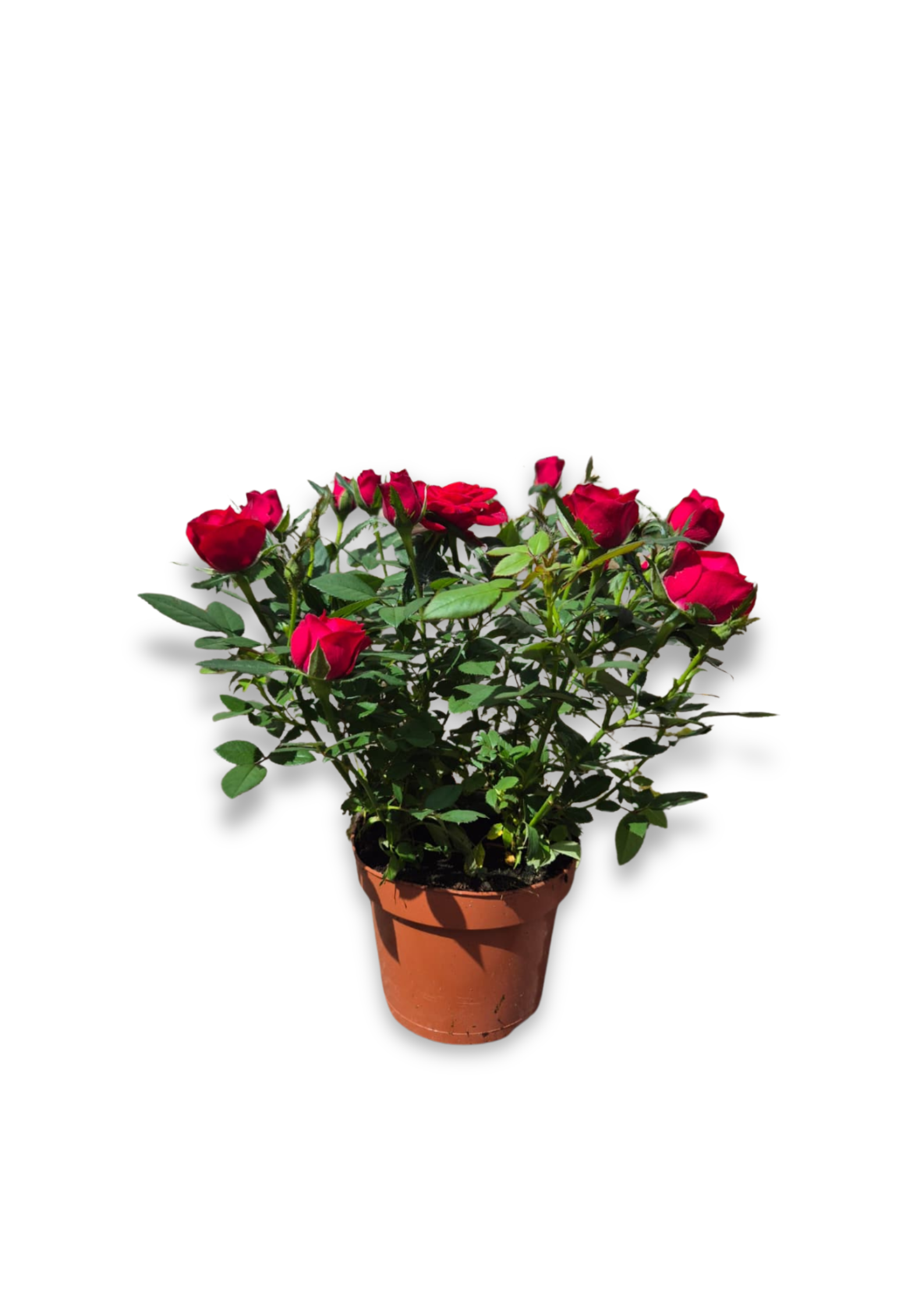 rosier rouge
